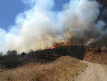 Mantienen la Alerta Roja en Curacaví por incendio forestal que ha consumido 500 hectáreas