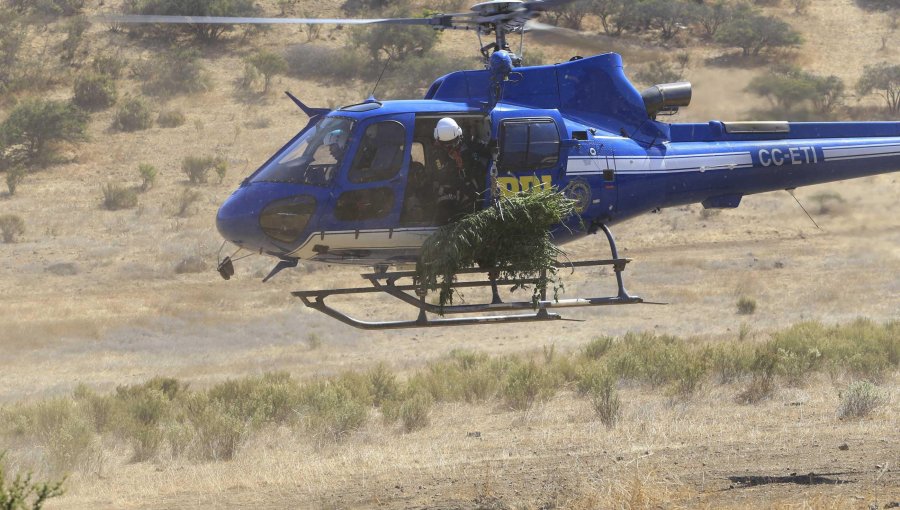 Incautan más de $13.000 millones en plantas de marihuana en Los Andes