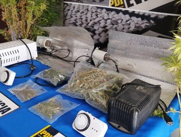 Detienen a mujer que mantenía sistemas de cultivo indoor de marihuana en su casa en Villa Alemana