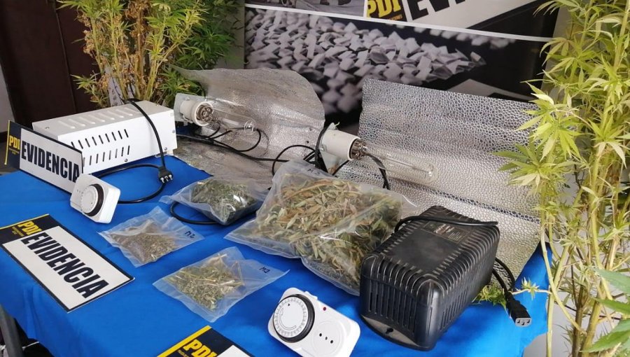 Detienen a mujer que mantenía sistemas de cultivo indoor de marihuana en su casa en Villa Alemana