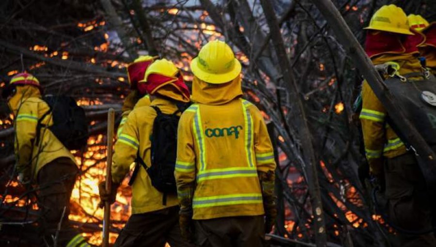 Mantienen la Alerta Roja en Curacaví por incendio forestal que ha consumido cerca de 500 hectáreas