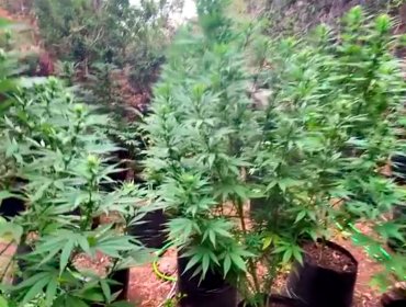 Carabineros incauta 1.247 plantas de cannabis sativa en quebrada de Quillota