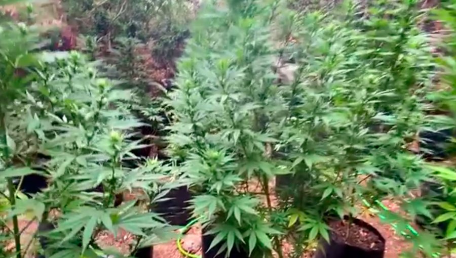 Carabineros incauta 1.247 plantas de cannabis sativa en quebrada de Quillota