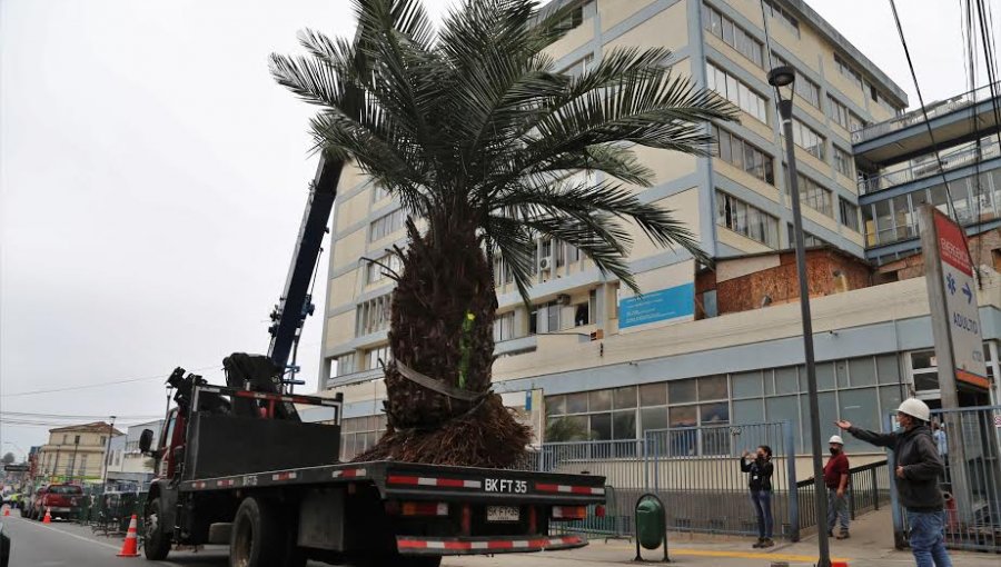 Realizan exitoso trasplante de 8 palmas chilenas del hospital Van Buren a la Reserva Lago Peñuelas