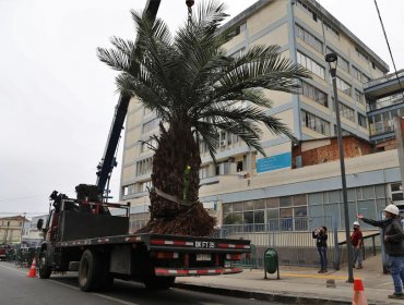 Realizan exitoso trasplante de 8 palmas chilenas del hospital Van Buren a la Reserva Lago Peñuelas