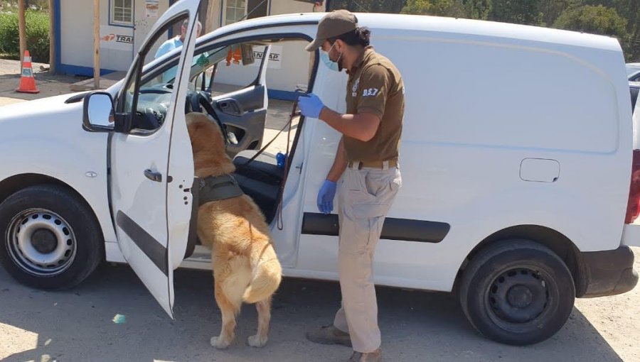 Olfato de perro policial permite detener a dos hombres e incautar un arma y droga en San Antonio