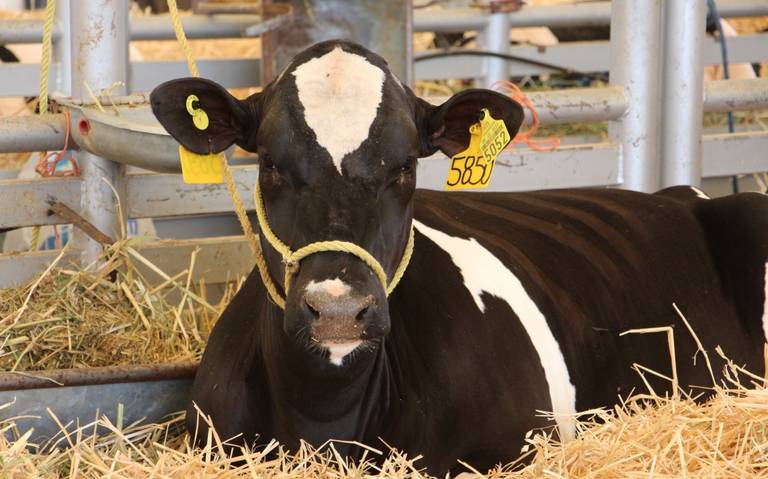 Senado despacha a ley el proyecto que aumenta sanciones a quienes falsifiquen el sistema de trazabilidad de la carne