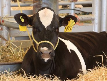 Senado despacha a ley el proyecto que aumenta sanciones a quienes falsifiquen el sistema de trazabilidad de la carne