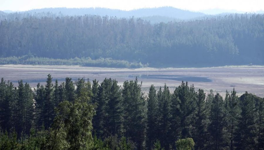 Conaf Valparaíso protegerá más de 3 mil hectáreas de bosques a través de manejo silvicultural