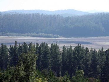 Conaf Valparaíso protegerá más de 3 mil hectáreas de bosques a través de manejo silvicultural