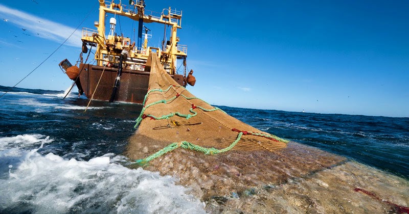 Cámara de Diputados aprueba en general el proyecto que prohíbe la pesca de arrastre de la merluza común