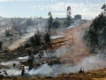 Controlan el incendio forestal en Reserva Lago Peñuelas y decretan Alerta Amarilla para Valparaíso