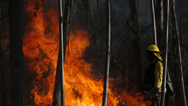 Mantienen la Alerta Roja para Galvarino por incendio forestal que consume más de 680 hectáreas