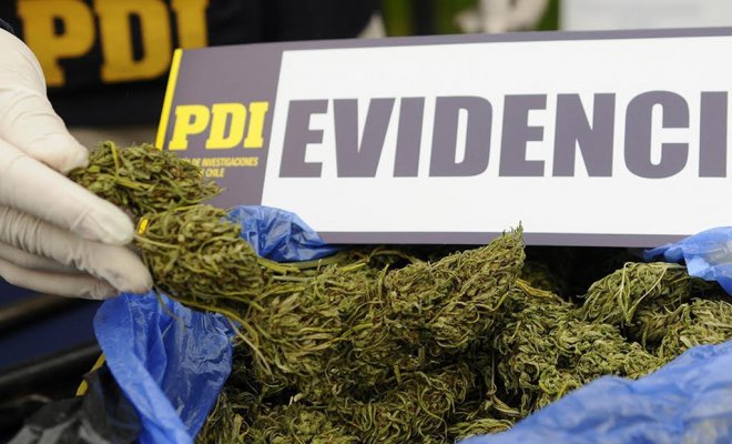 Incautan cerca de 3 mil plantas de cannabis sativa y un rifle desde un predio de Petorca