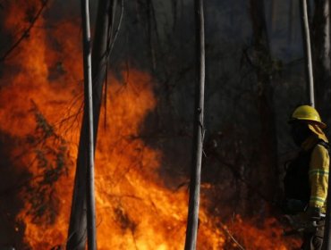 Mantienen la Alerta Roja para Galvarino por incendio forestal que consume más de 680 hectáreas