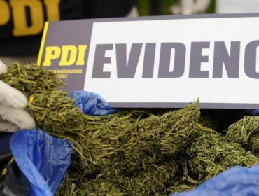 Incautan cerca de 3 mil plantas de cannabis sativa y un rifle desde un predio de Petorca