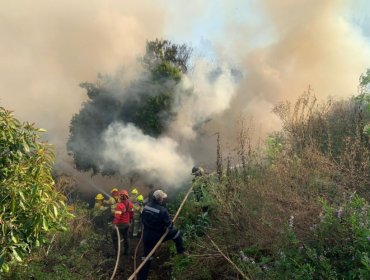 Declaran Alerta Amarilla para la comuna de Santo Domingo por incendio forestal cercano a sectores habitados