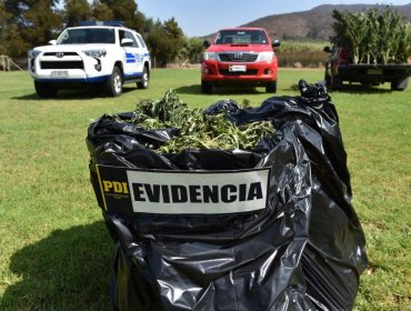 87 kilos y 252 plantas de marihuana fueron incautadas en operativo antinarcóticos en Petorca