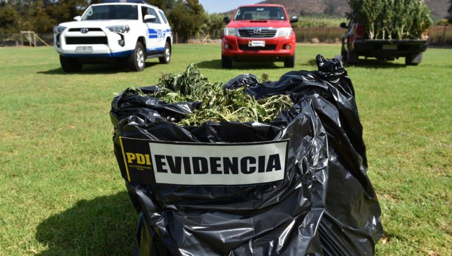 87 kilos y 252 plantas de marihuana fueron incautadas en operativo antinarcóticos en Petorca