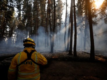 Controlan el incendio forestal en Dalcahue y cancelan la Alerta Amarilla para la comuna