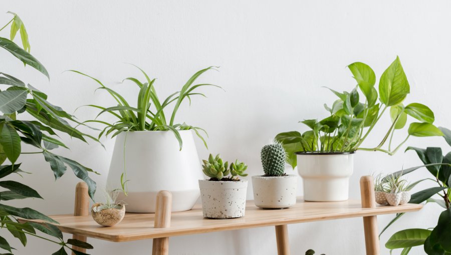 Decoración es vida: conoce las plantas de interior más resistentes que alegrarán tu hogar