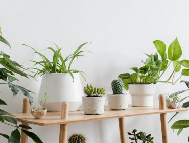 Decoración es vida: conoce las plantas de interior más resistentes que alegrarán tu hogar