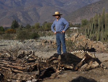 Caso agua de habitantes en Petorca: Greenpeace valora fallo pero acusa "falta de voluntad" del Gobierno