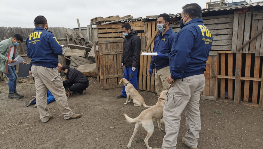 Hacinamiento, estrés y maltrato: logran rescatar a 35 perros desde una propiedad en Casablanca