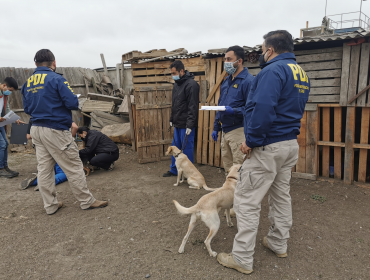 Hacinamiento, estrés y maltrato: logran rescatar a 35 perros desde una propiedad en Casablanca