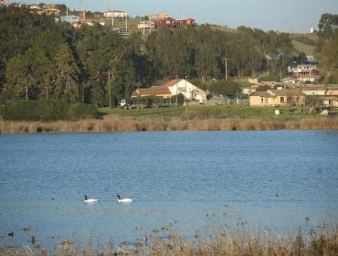 Conaf cierra el Santuario de la Naturaleza Laguna El Peral por cuarentena total en El Tabo