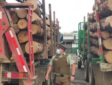 Al menos 7 sujetos son detenidos infraganti robando madera en el sur del país