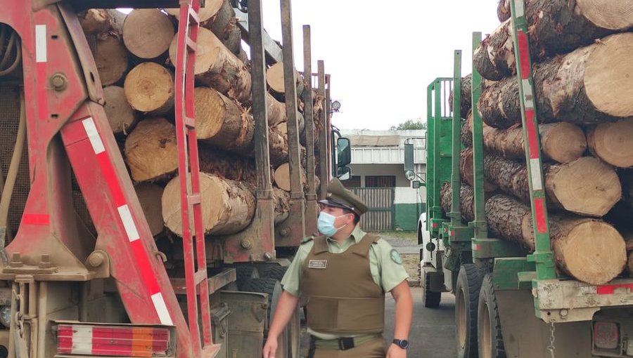 Al menos 7 sujetos son detenidos infraganti robando madera en el sur del país