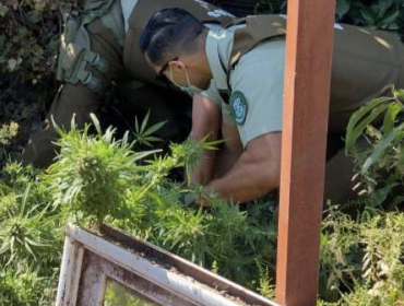 Denuncia anónima permite hallazgo de pequeño cultivo de marihuana en domicilio de Cabildo