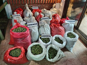 Más de 110 kilos de marihuana fueron incautados durante operativo de la PDI en Petorca