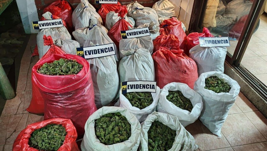 Más de 110 kilos de marihuana fueron incautados durante operativo de la PDI en Petorca