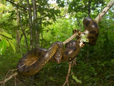 La sorprendente historia del piloto que cayó en el Amazonas y sobrevivió 36 días solo, rodeado de serpientes y cocodrilos