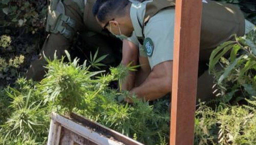 Denuncia anónima permite hallazgo de pequeño cultivo de marihuana en domicilio de Cabildo