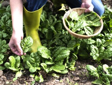 Huerta de otoño: cuáles son los cultivos ideales para esta época del año