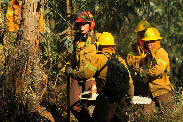 0,3 hectáreas de matorral y eucalipto ha consumido incendio forestal entre Puchuncaví y Quintero