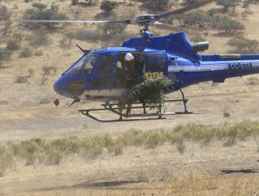 Incautan más de 8 mil plantas de marihuana desde sectores precordilleranos de Petorca