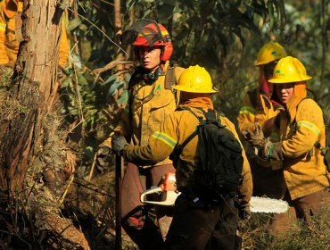 0,3 hectáreas de matorral y eucalipto ha consumido incendio forestal entre Puchuncaví y Quintero