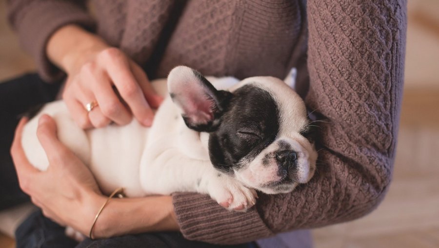 Proponen permisos de desplazamientos por urgencias médicas veterinarias durante «Cuarentena»