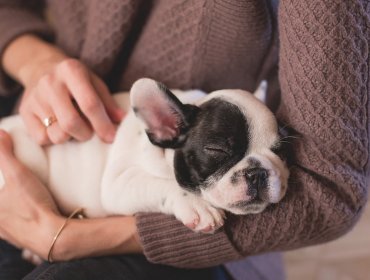 Proponen permisos de desplazamientos por urgencias médicas veterinarias durante «Cuarentena»