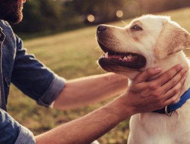 Nuestras mascotas son mucho más que eso: Conoce los diversos beneficios que tienen en sus dueños