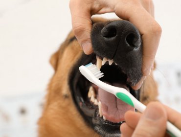 Guía para mantener la salud bucal de tu mascota
