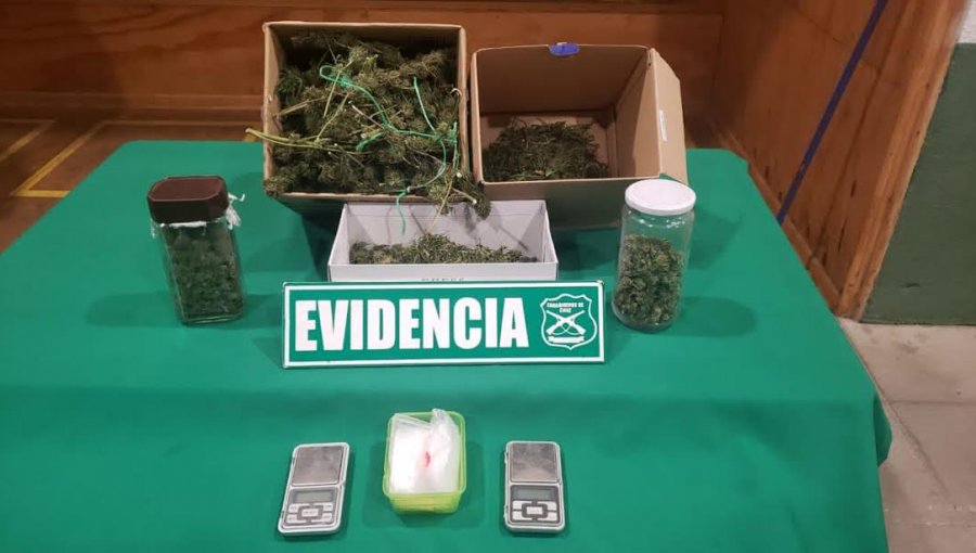 Incautan plantas de cannabis sativa, marihuana a granel y dinero desde un domicilio en Quintero