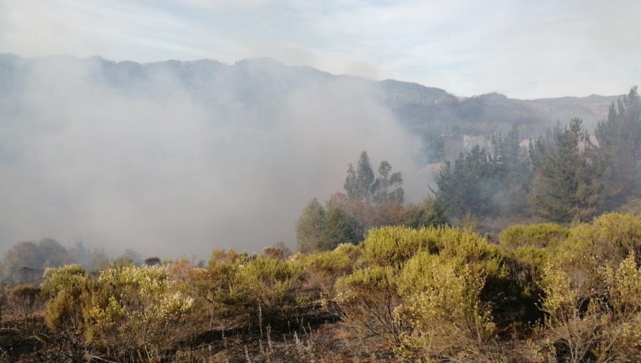 Declaran Alerta Roja para la comuna de Galvarino por incendio forestal cercano a sectores habitados