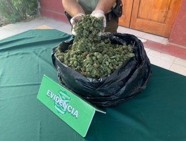 Fuerte olor a marihuana permite decomisar más de 14 kilos en la comuna de La Ligua