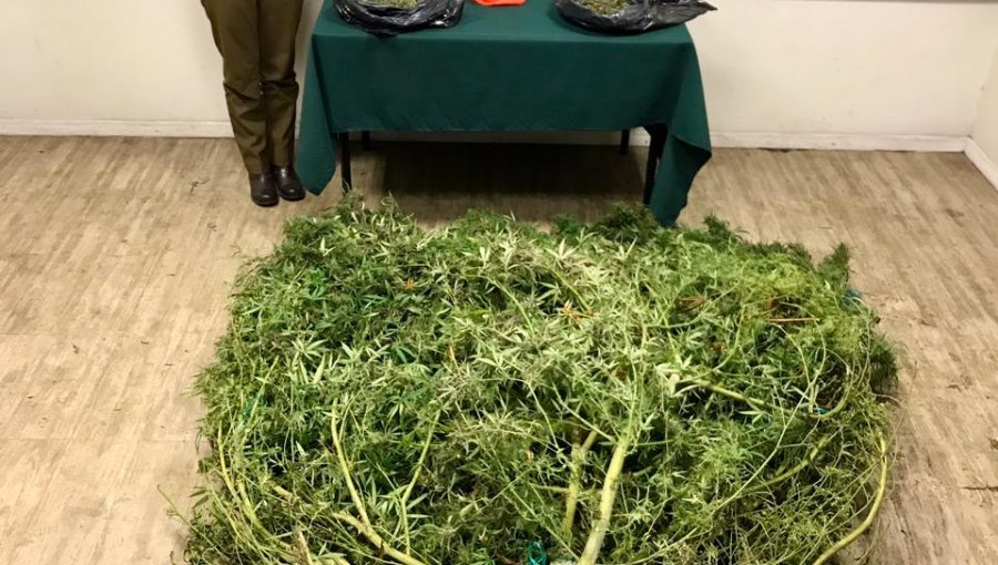 Denuncia por "ruidos molestos" termina en hallazgo de plantas de marihuana en Villa Alemana