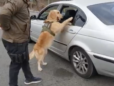 Alerta de perro policial permite detectar más de cuatro kilos de marihuana en La Ligua